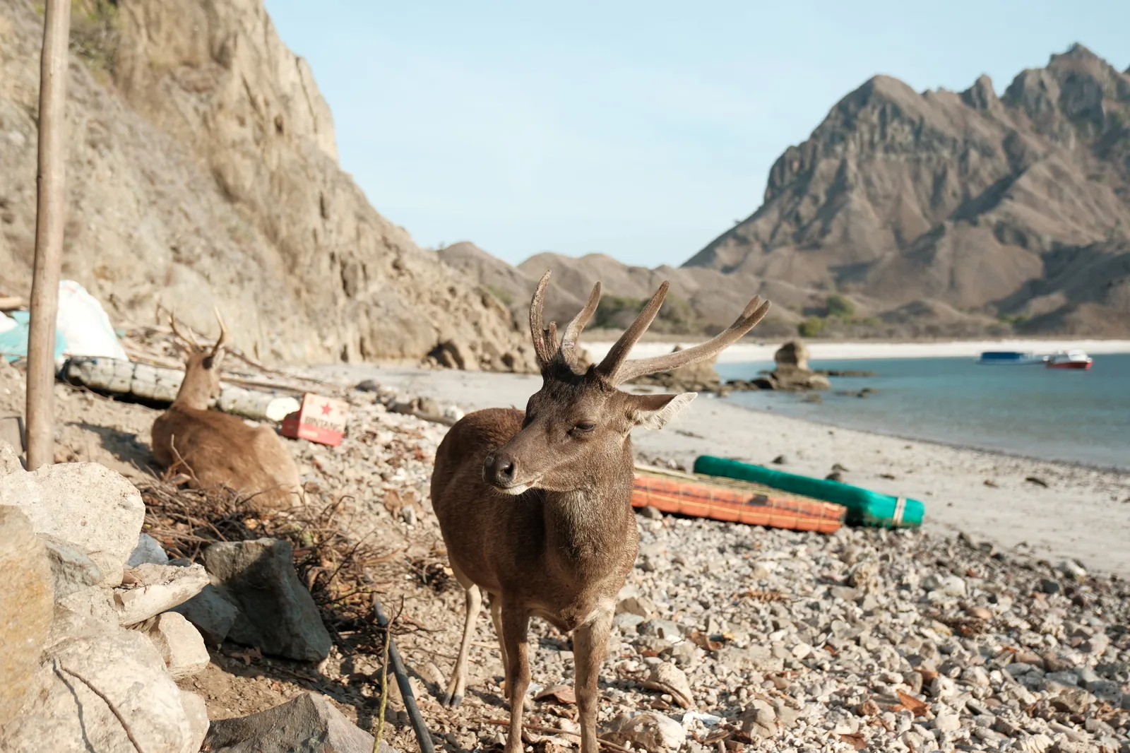 Deer