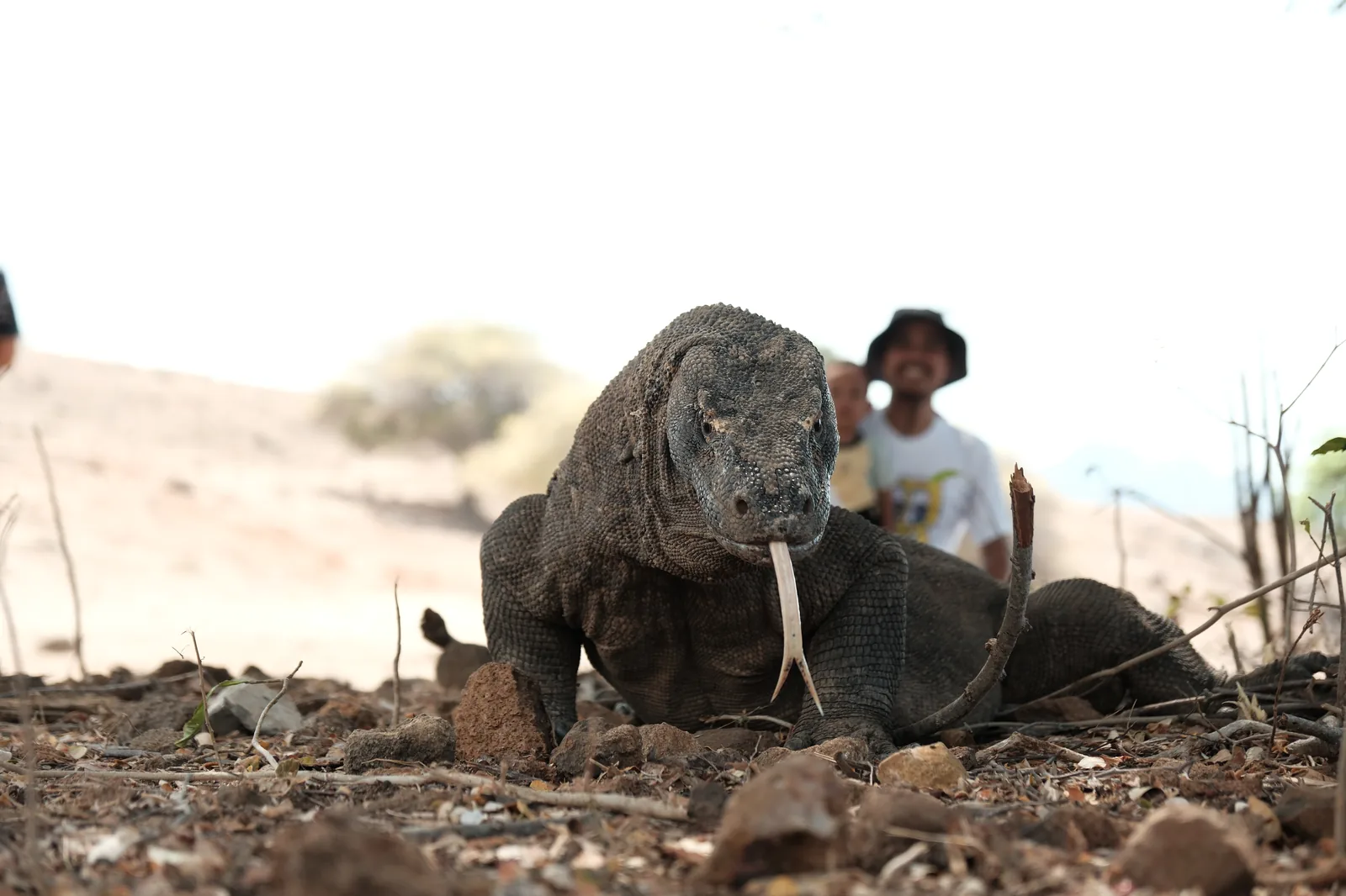 Komodo